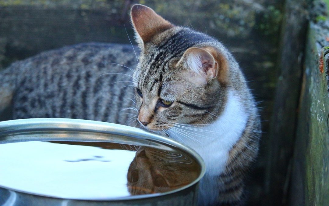 Mon chat ne boit pas – Comment hydrater un chat qui refuse de boire