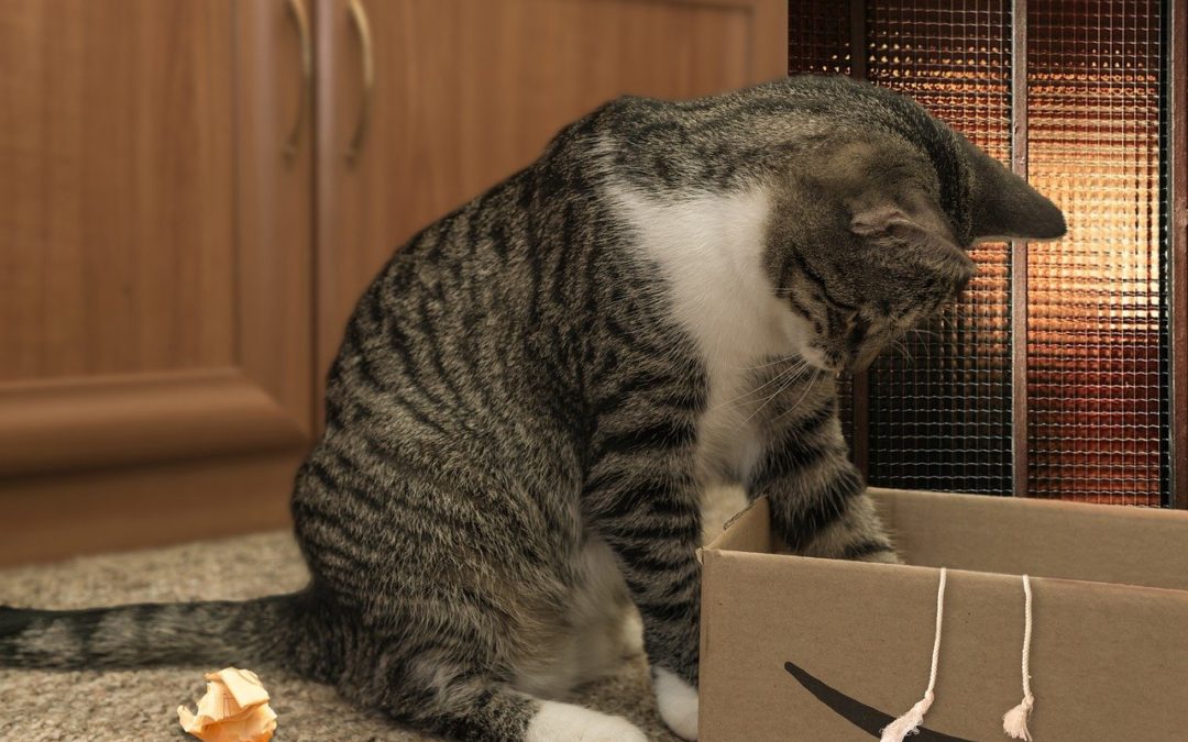 Quel chat adopter en appartement – Meilleures races de chats d’intérieur