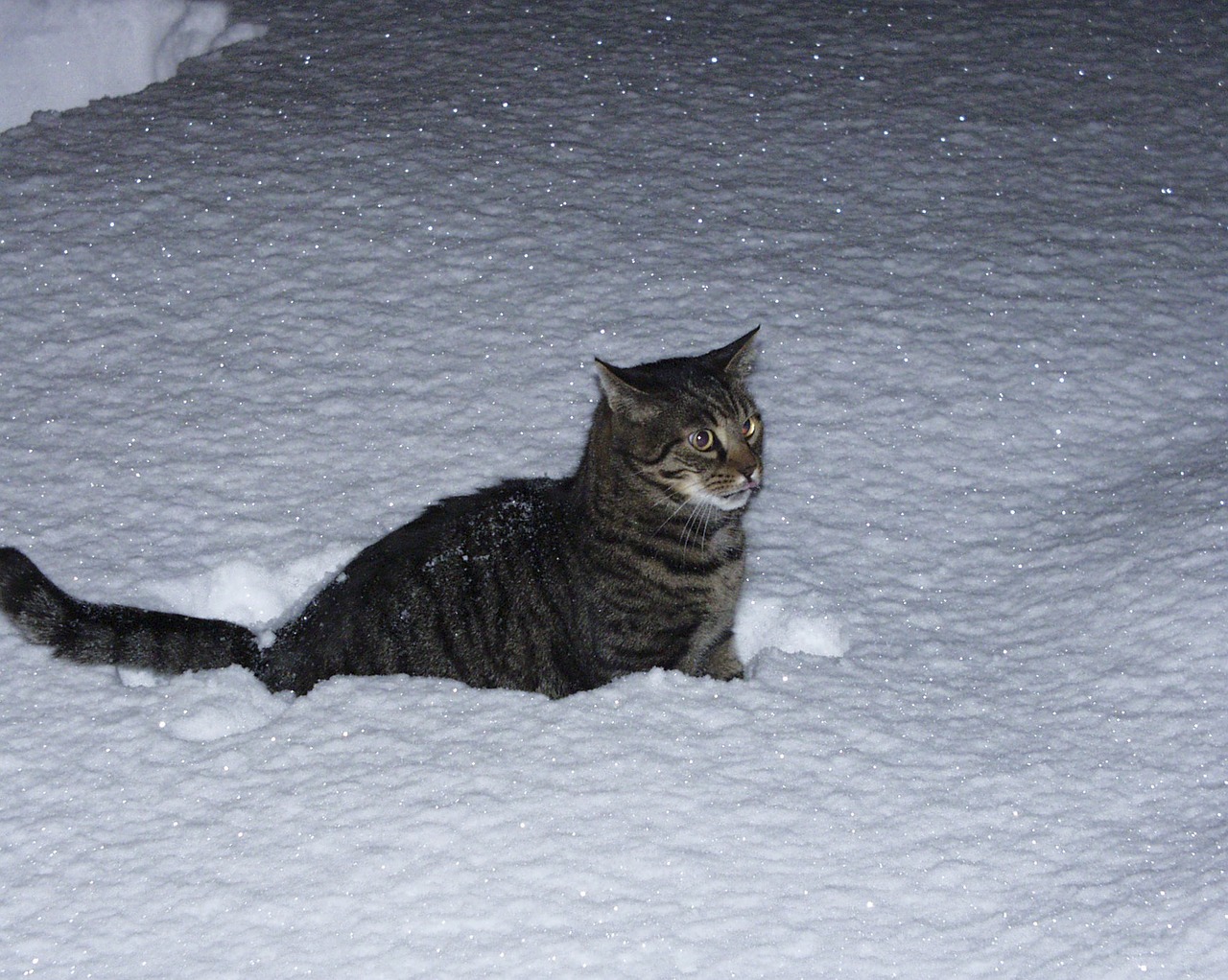 Chat dehors la nuit en hiver - Comment protéger son chat du froid de l'hiver