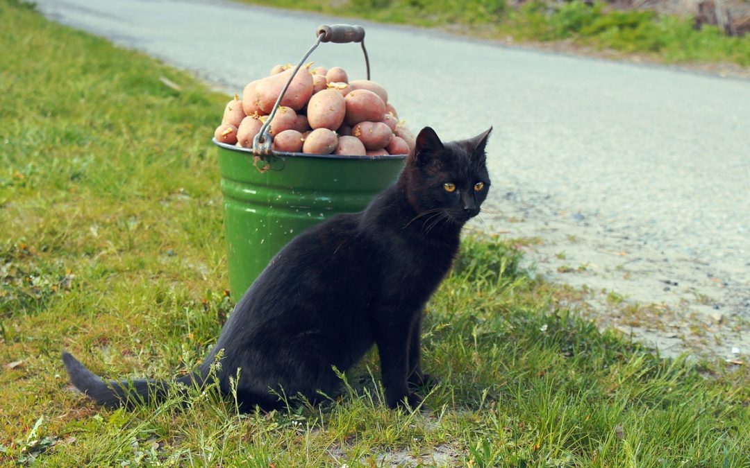 Un chat peut il manger des pommes de terre