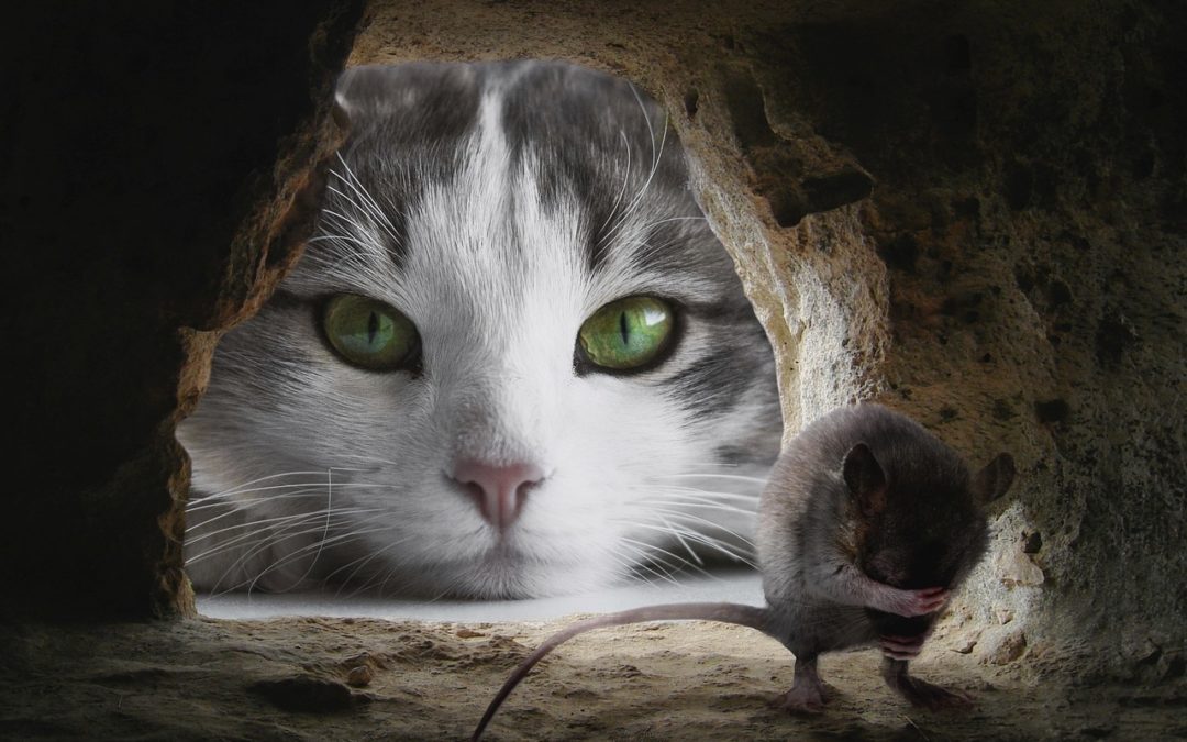 может ли кошка съесть мышь